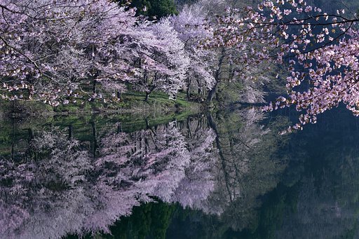 桜・響く