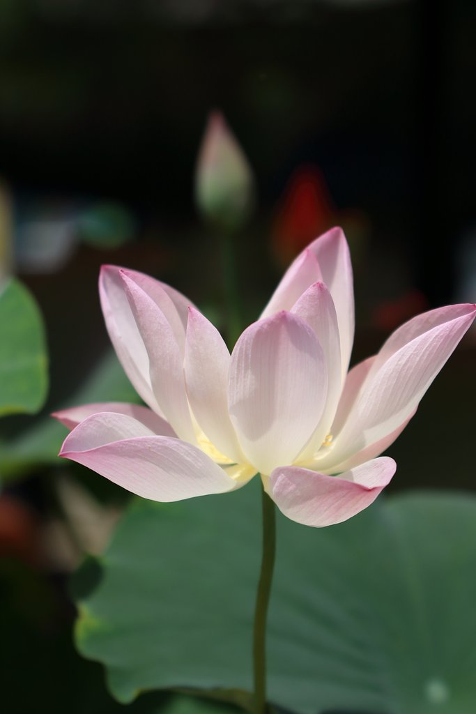 縮景園の蓮
