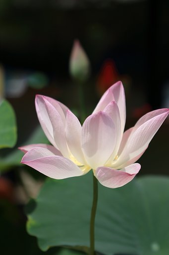 縮景園の蓮