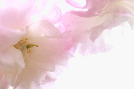 【桜花】さくら