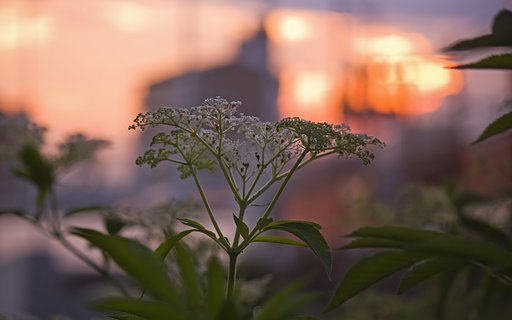 夕影に咲く