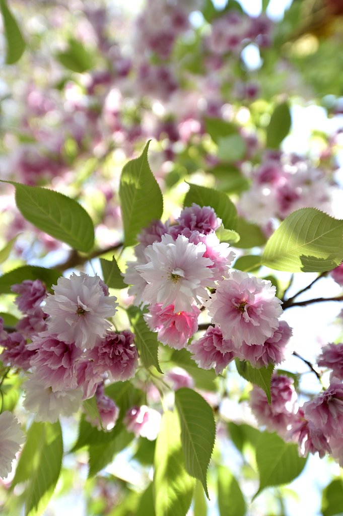 鹽竈桜