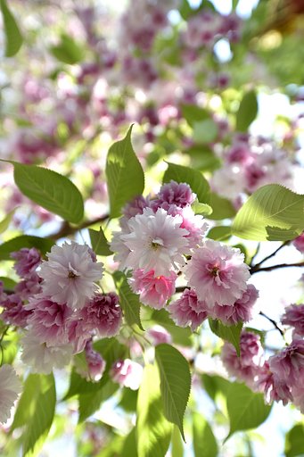 鹽竈桜