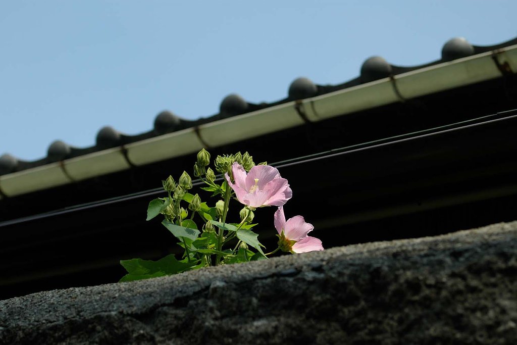 夏の花２