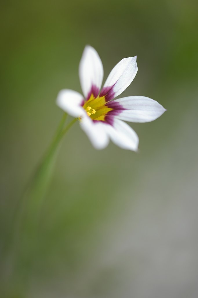 庭の花