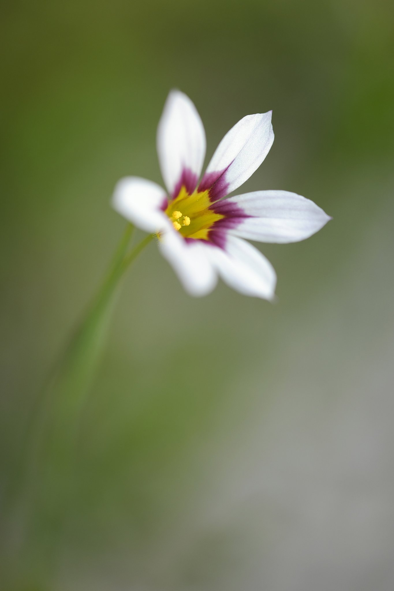 庭の花