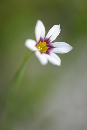 庭の花