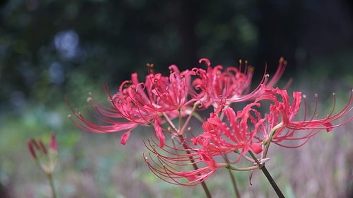 世田谷城址公園にて