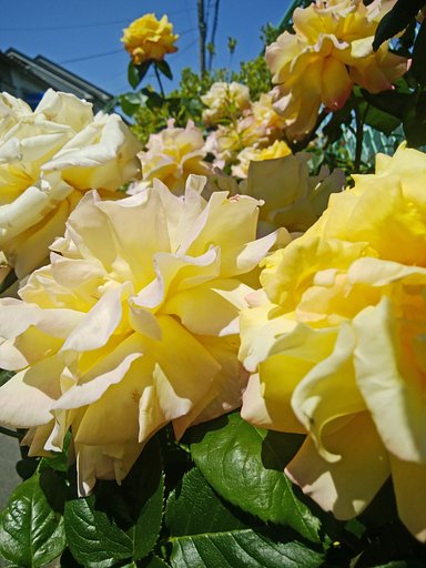 【桜花】～薔薇へ