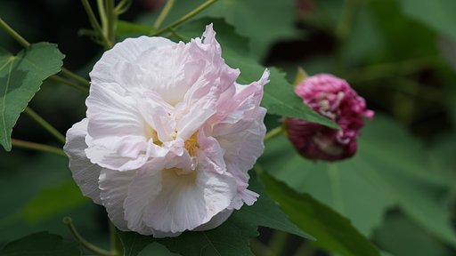 酔芙蓉