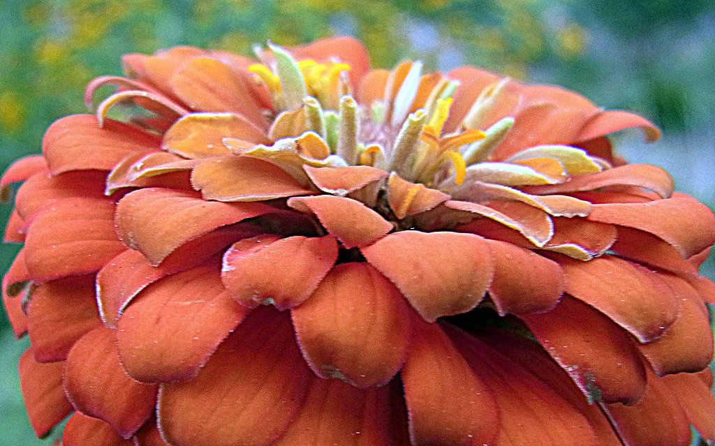 花の【横顔】UP