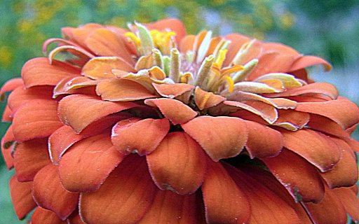 花の【横顔】UP