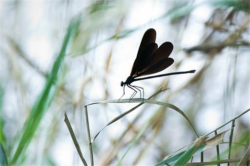 【横顔】 川辺、葦森の影