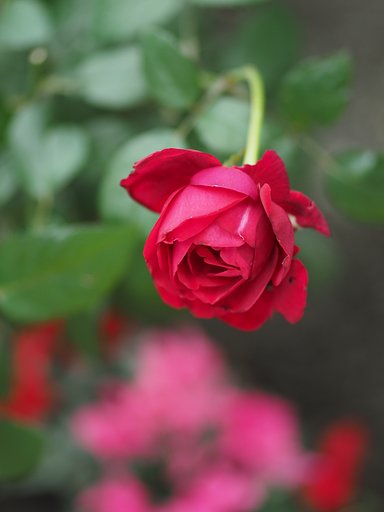 秋風薔薇(西武園ゆうえんち)１