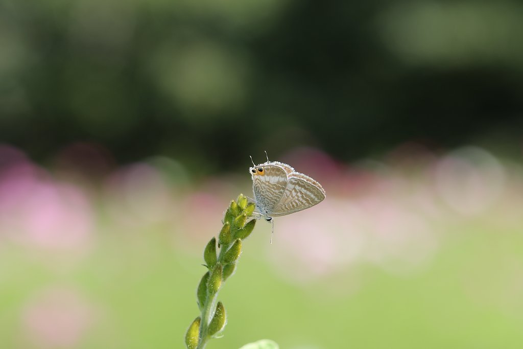 ウラナミシジミを