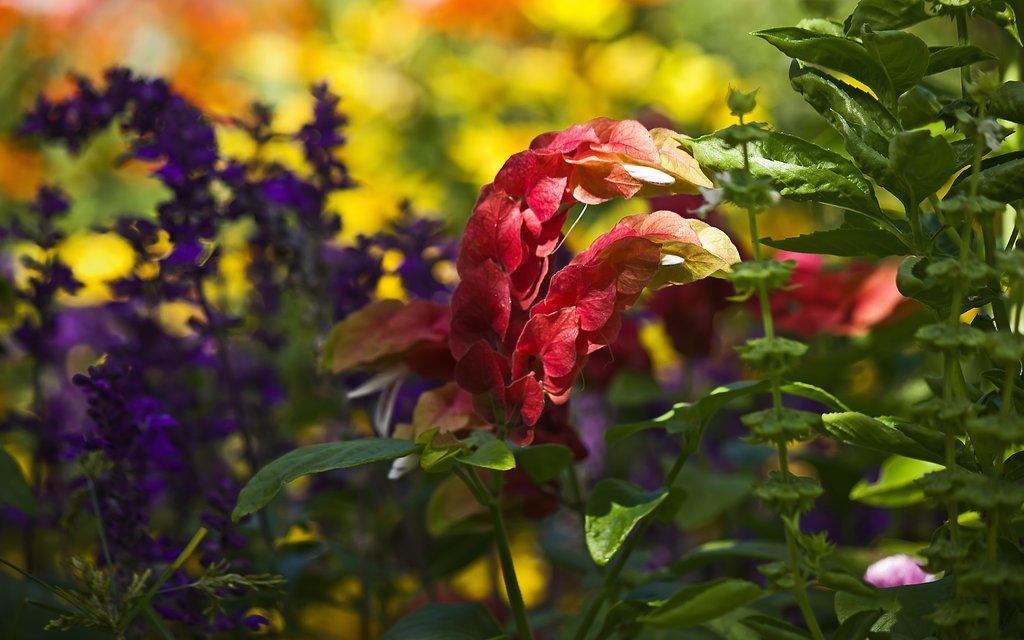 コエビソウのある花壇