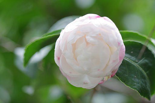 山茶花？