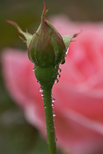 バラの雫