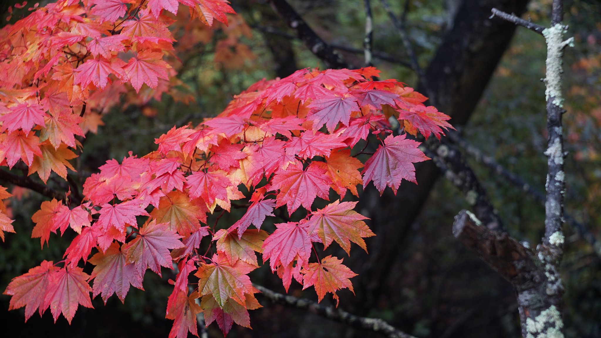 奥日光の紅葉