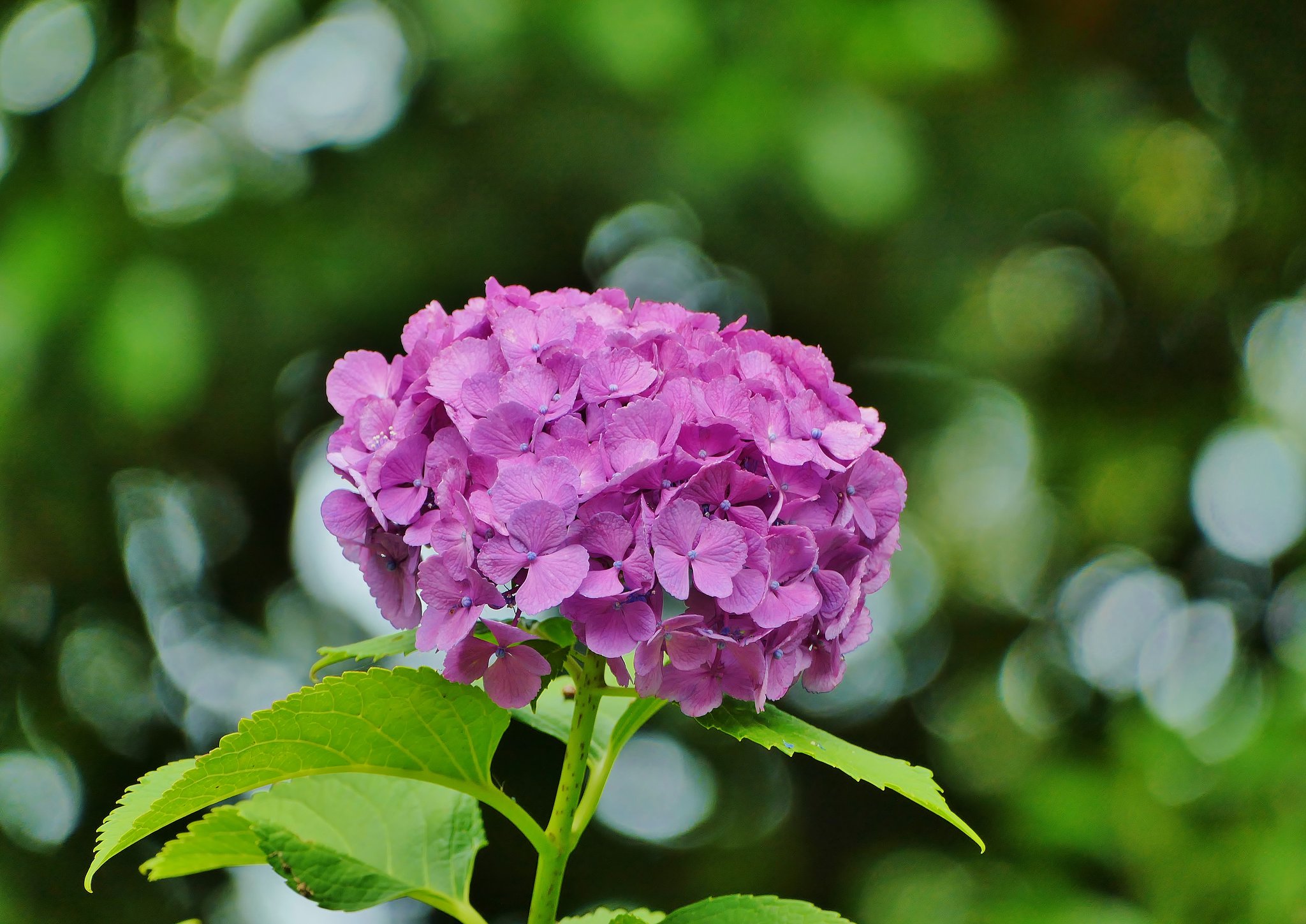 紫陽花
