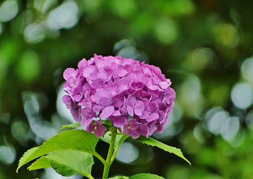 紫陽花