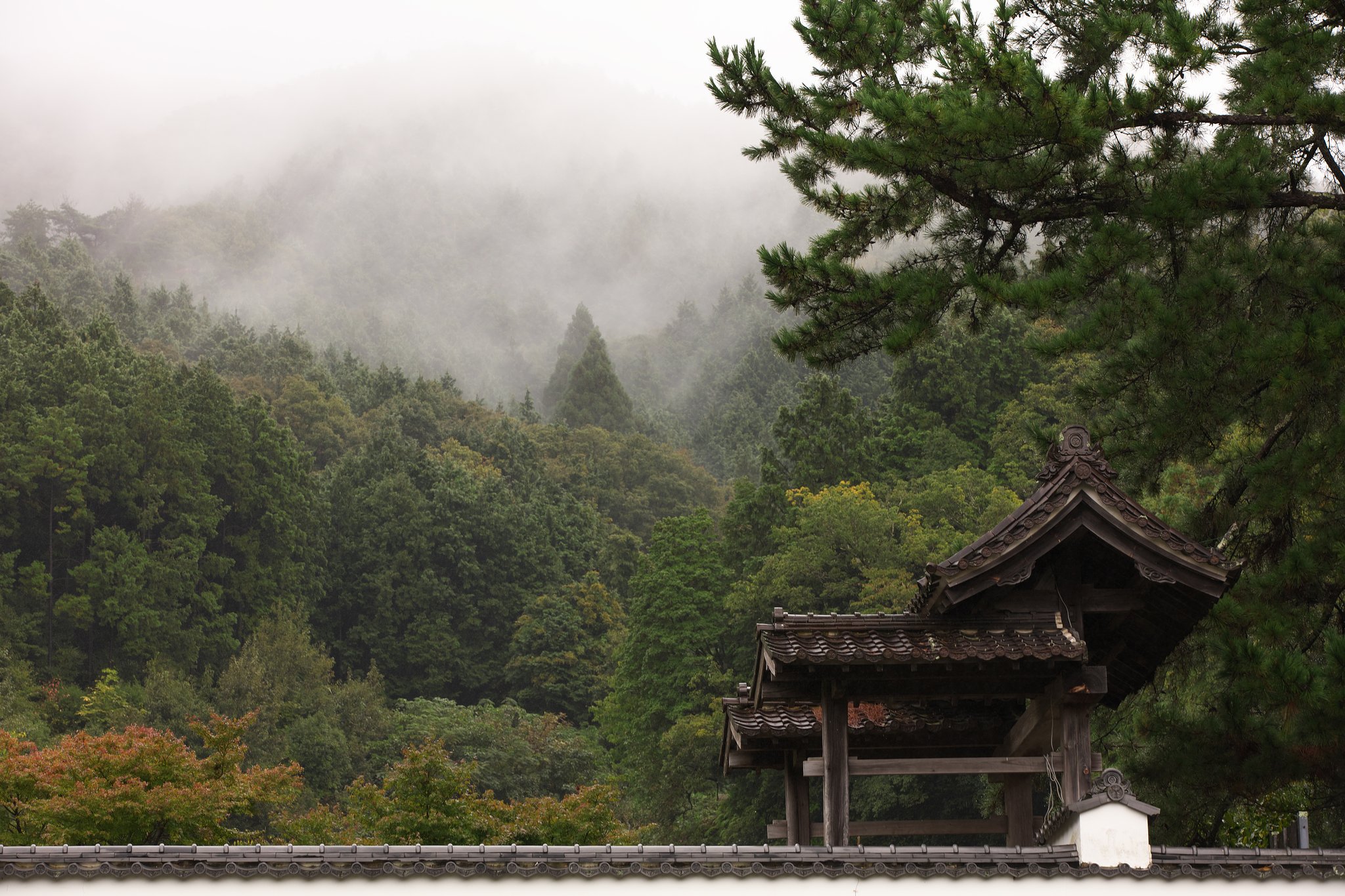 山霧