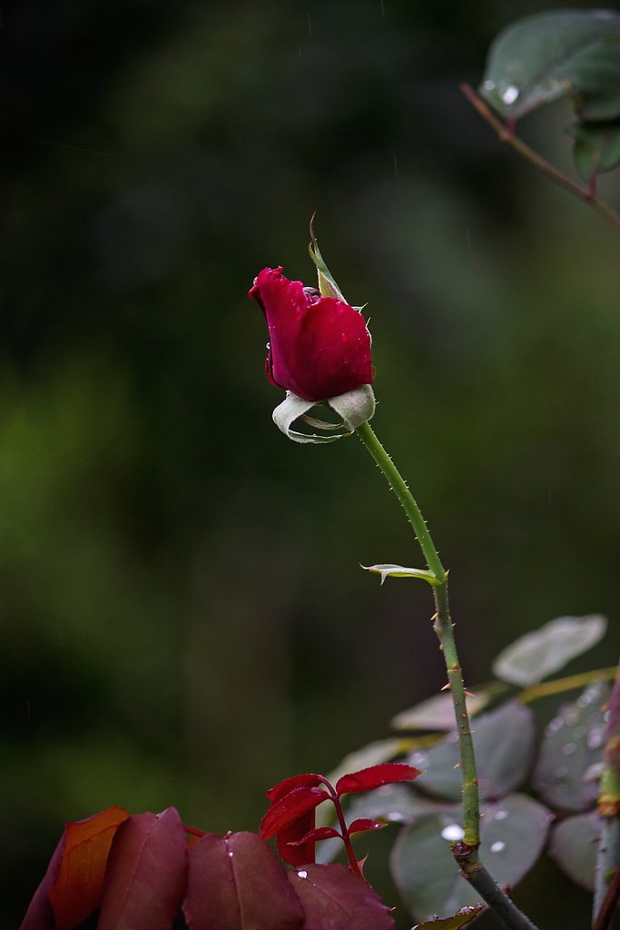 蕾と雨雫