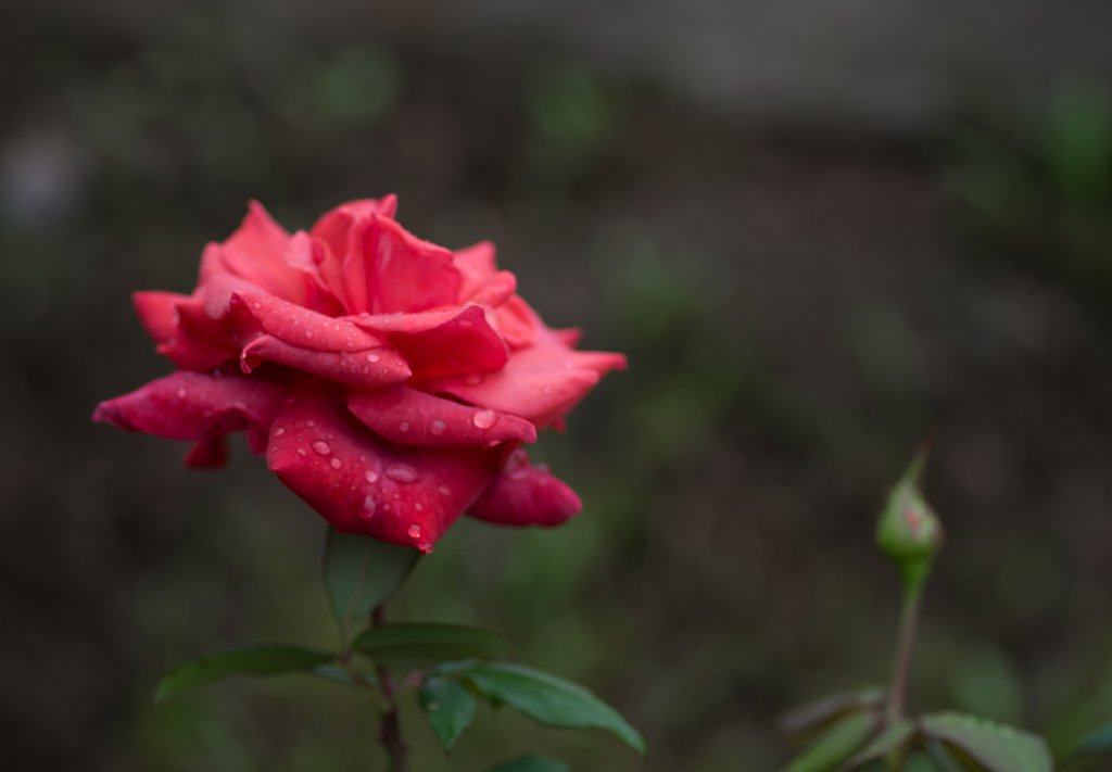 秋薔薇