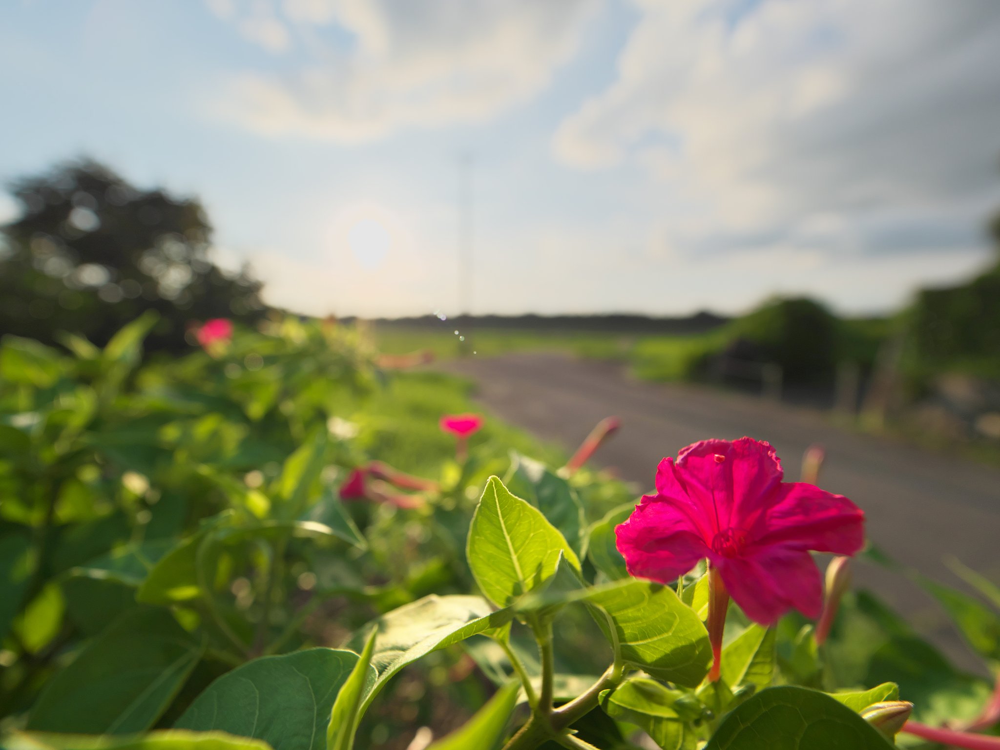 道端の花