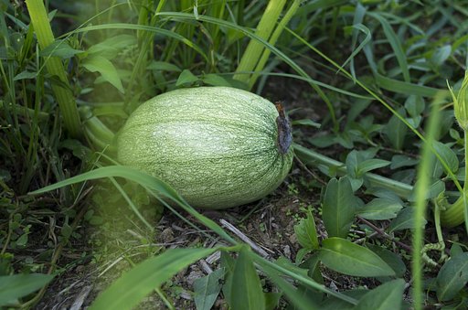 減反水田に