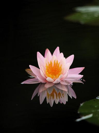 睡蓮