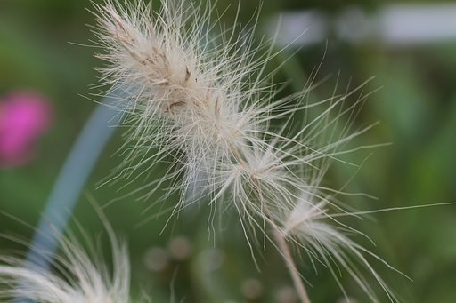 畑の花？