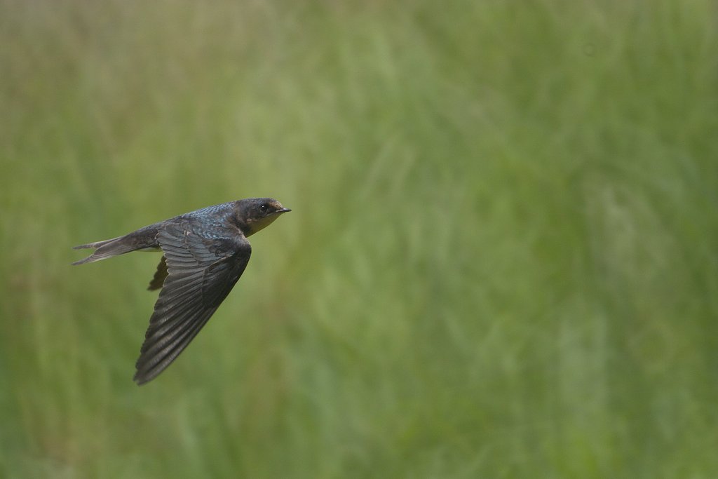 NIKON ReflexNikkor500F8