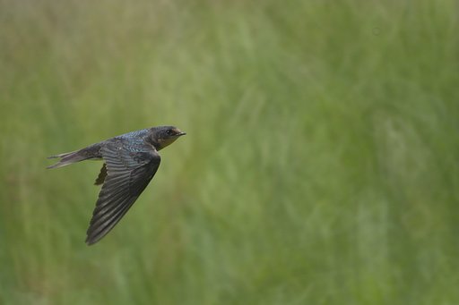 NIKON ReflexNikkor500F8