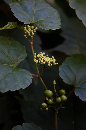 野の蔓「ノブドウ」