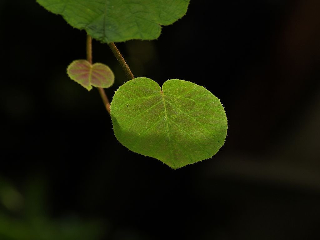 キウイの葉っぱ