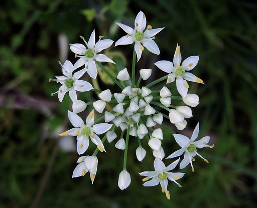 ニラの花