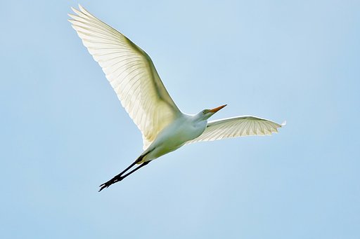 チュウサギ