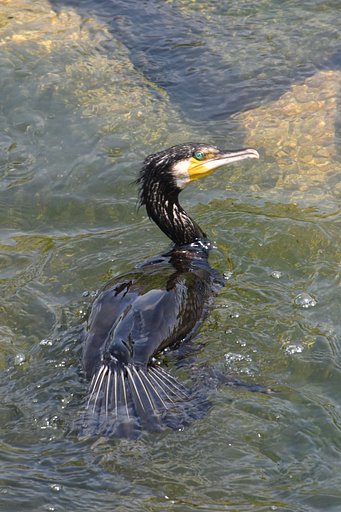 【横顔】カワウ