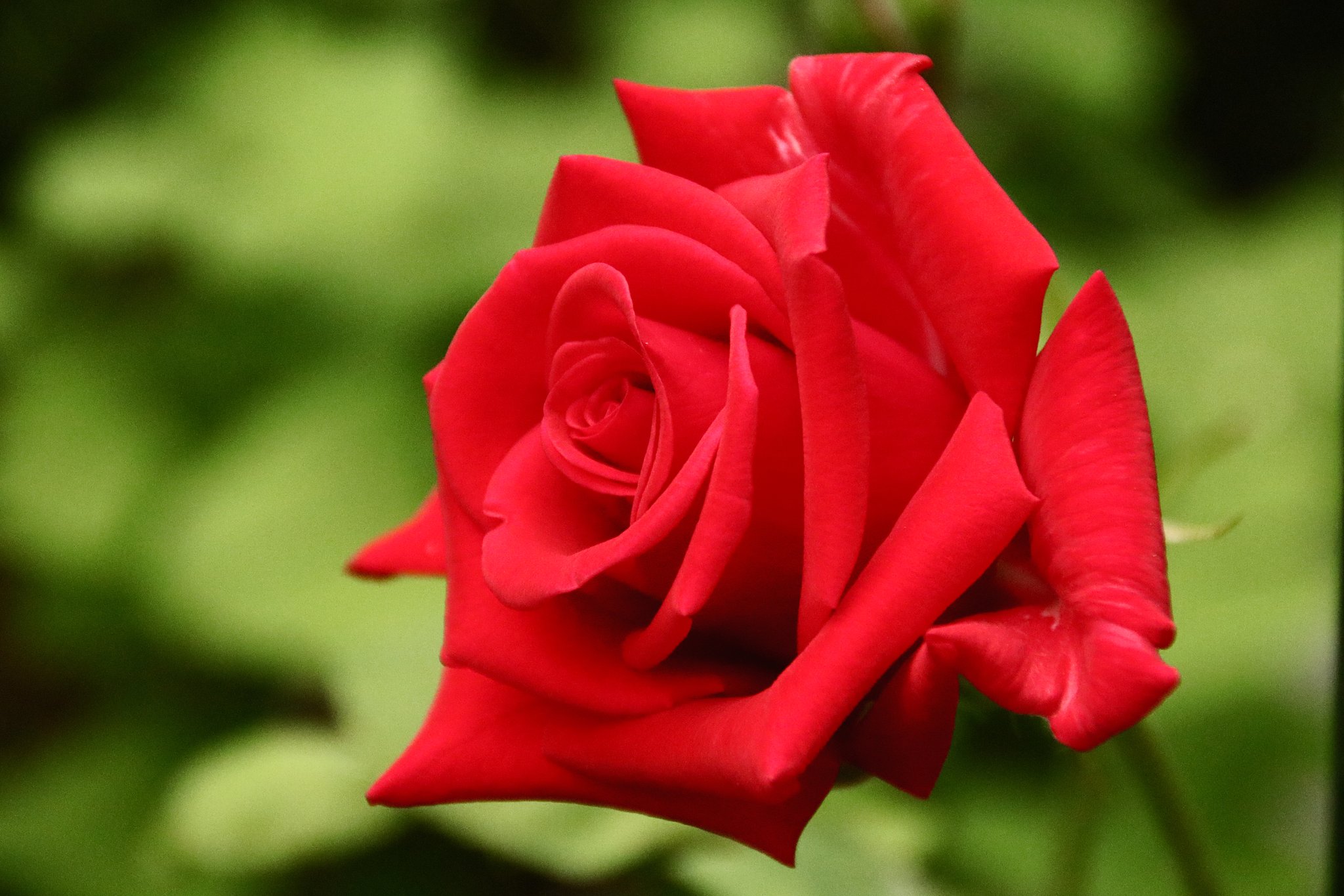 ５月の薔薇