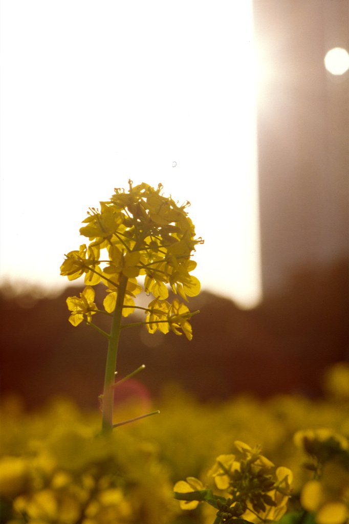 菜の花と夕日が撮りたい