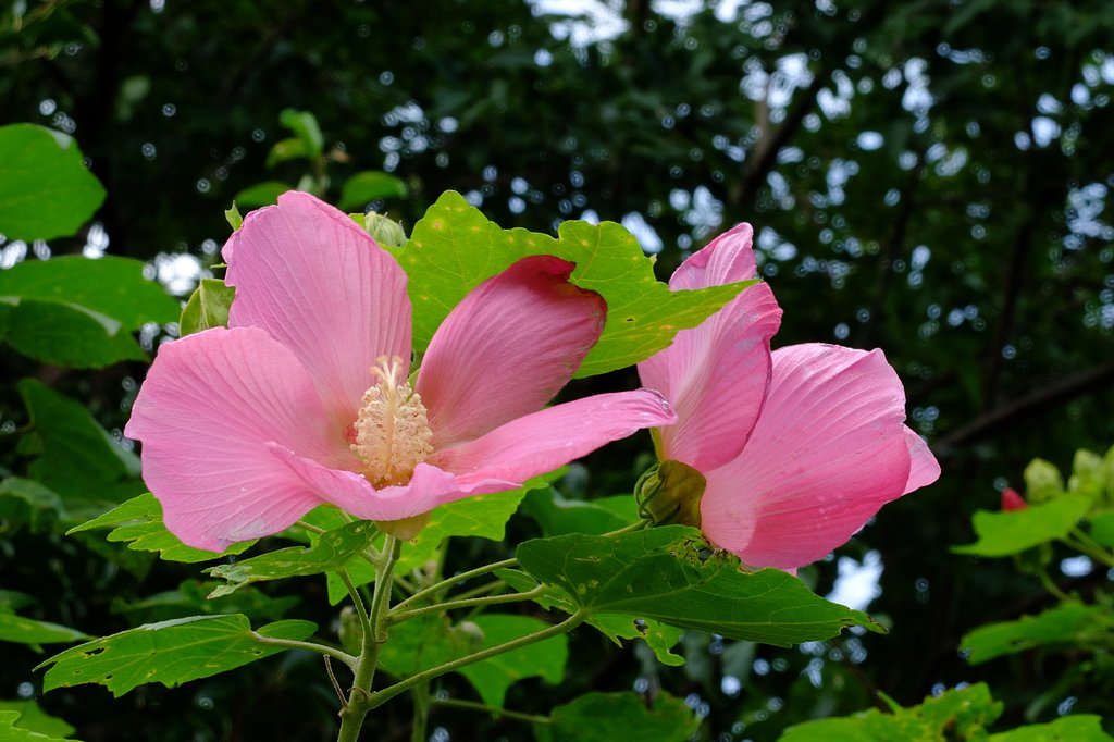 芙蓉