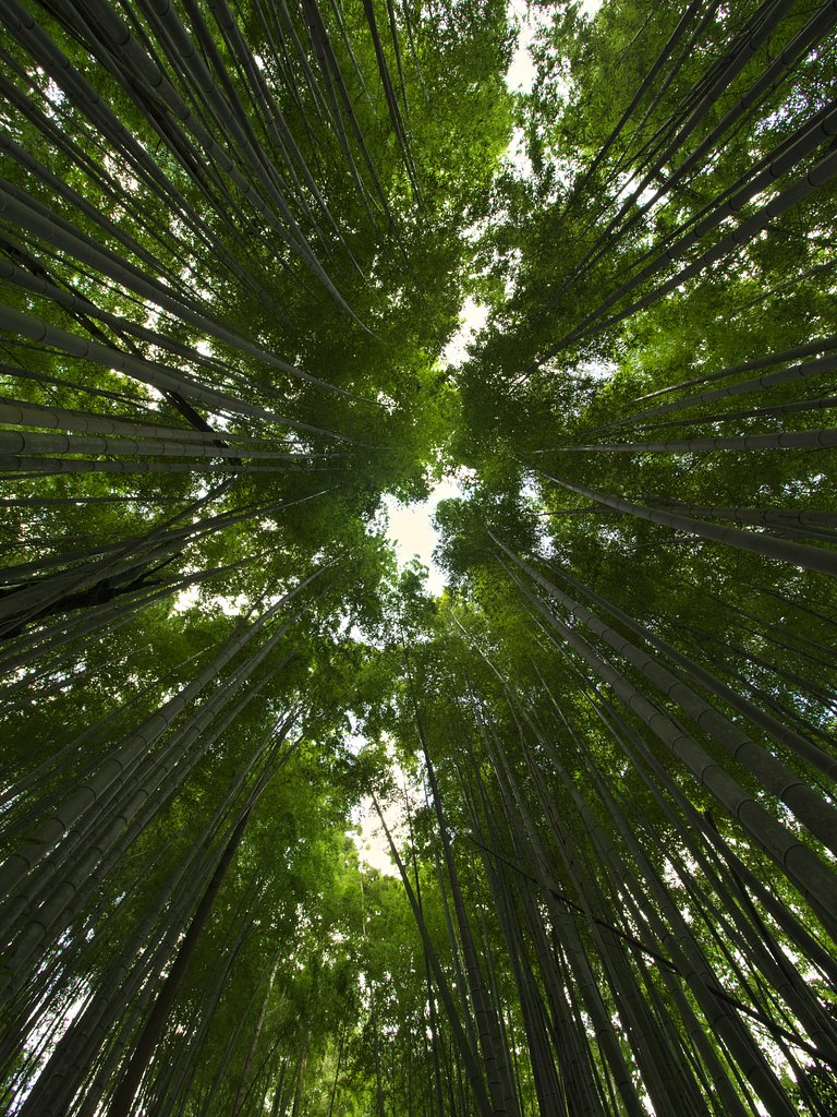 竹林