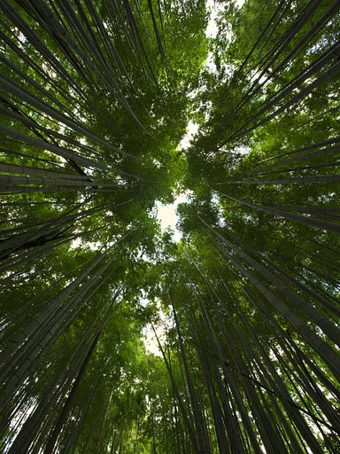 竹林