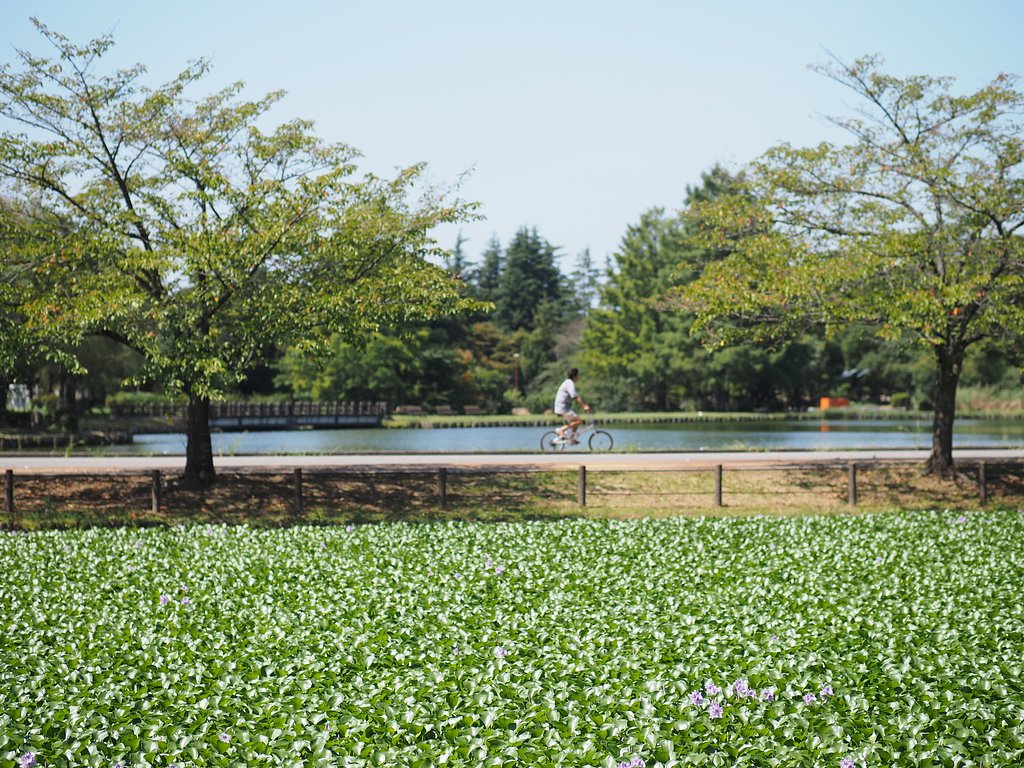 池のほとりを
