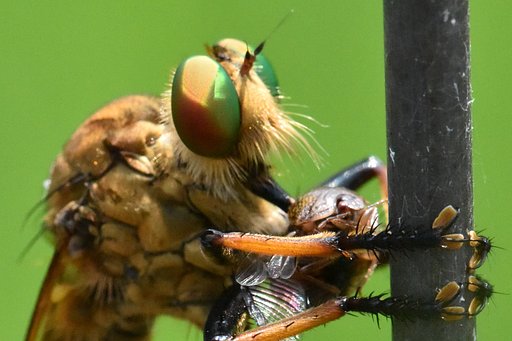 【横顔】昆虫界の猛獣2
