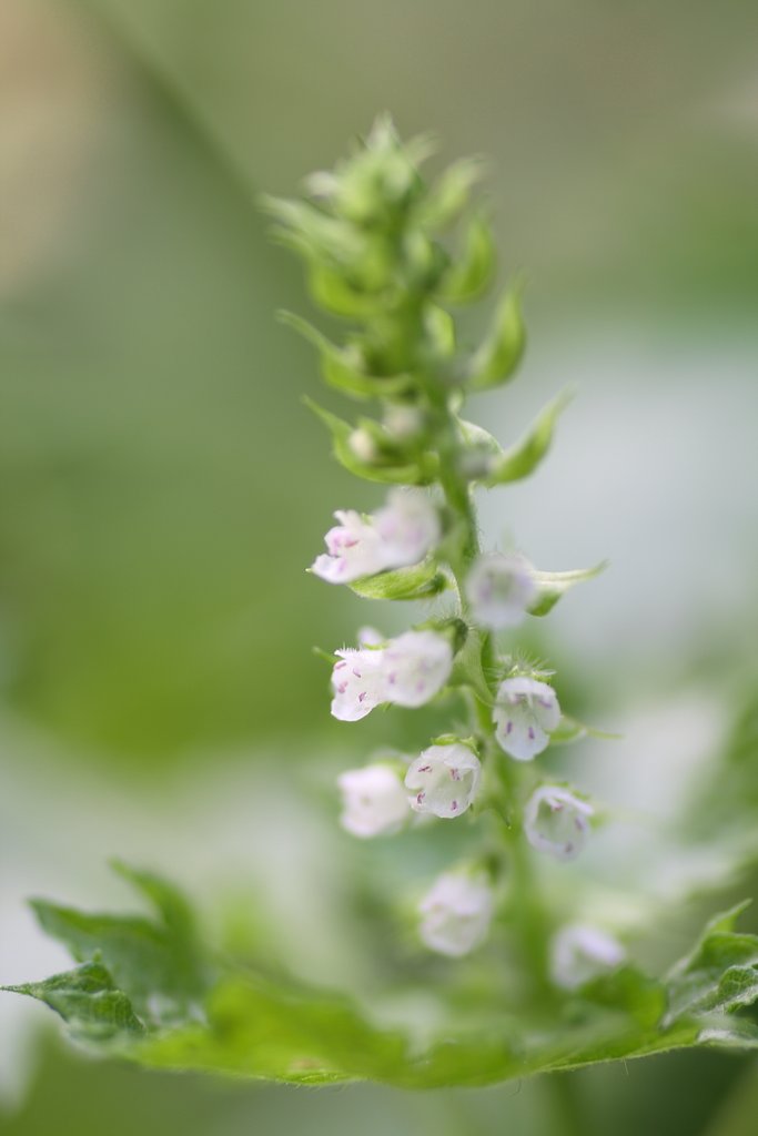 青紫蘇の花