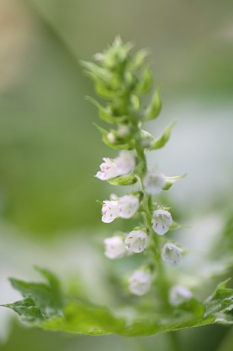 青紫蘇の花