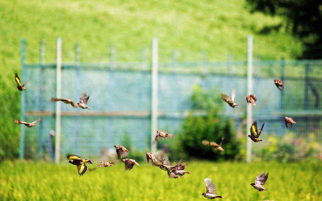 【横顔】 田んぼの野鳥
