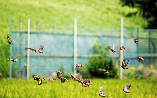 【横顔】 田んぼの野鳥